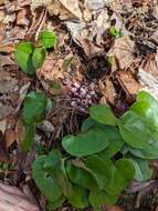 Image of North Fork heartleaf