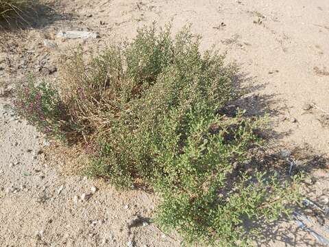 Image of Tetraena hamiensis (Schweinf.) Beier & Thulin