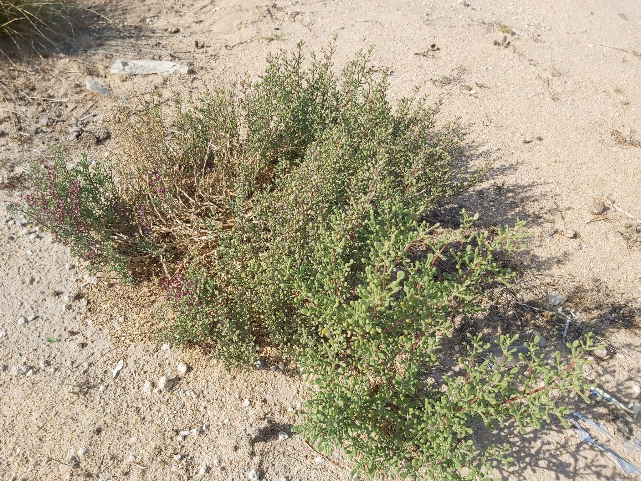 Image of Tetraena hamiensis var. qatarensis (Hadidi) Alzahrani & Albokhari