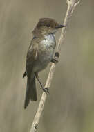 Image of Willow Flycatcher