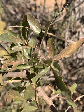 Image de Searsia gueinzii (Sond.) F. A. Barkley