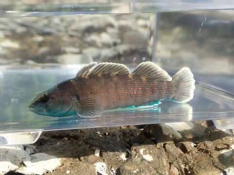 صورة Etheostoma maculatum Kirtland 1840