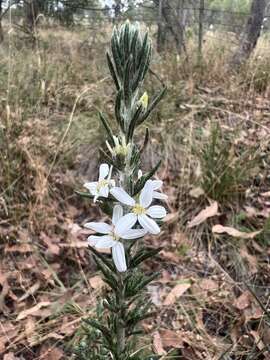 Olearia ramulosa var. tomentosa J. H. Willis resmi