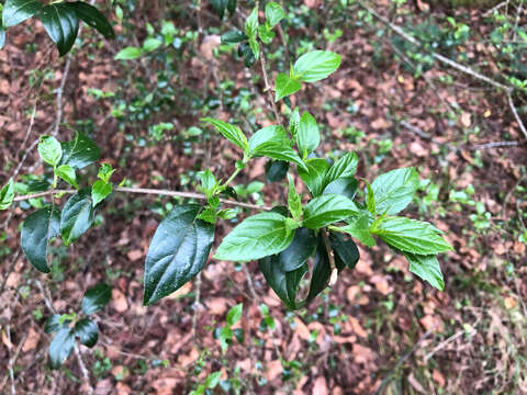 Image of Viburnum foetidum var. rectangulatum (Graebner) Rehder