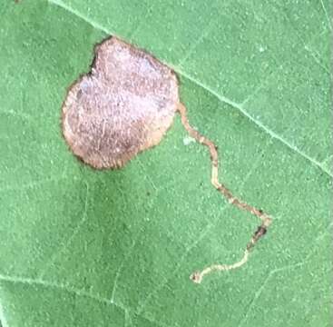 Image of Sycamore Leaf Blotch Miner