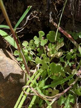 Imagem de Lithophragma cymbalaria Torr. & Gray