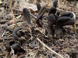 Image of Dark purple earth tongue