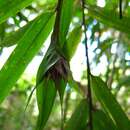 Plancia ëd Sokinochloa chapelieri (Munro) S. Dransf.