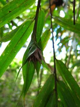 Plancia ëd Sokinochloa chapelieri (Munro) S. Dransf.