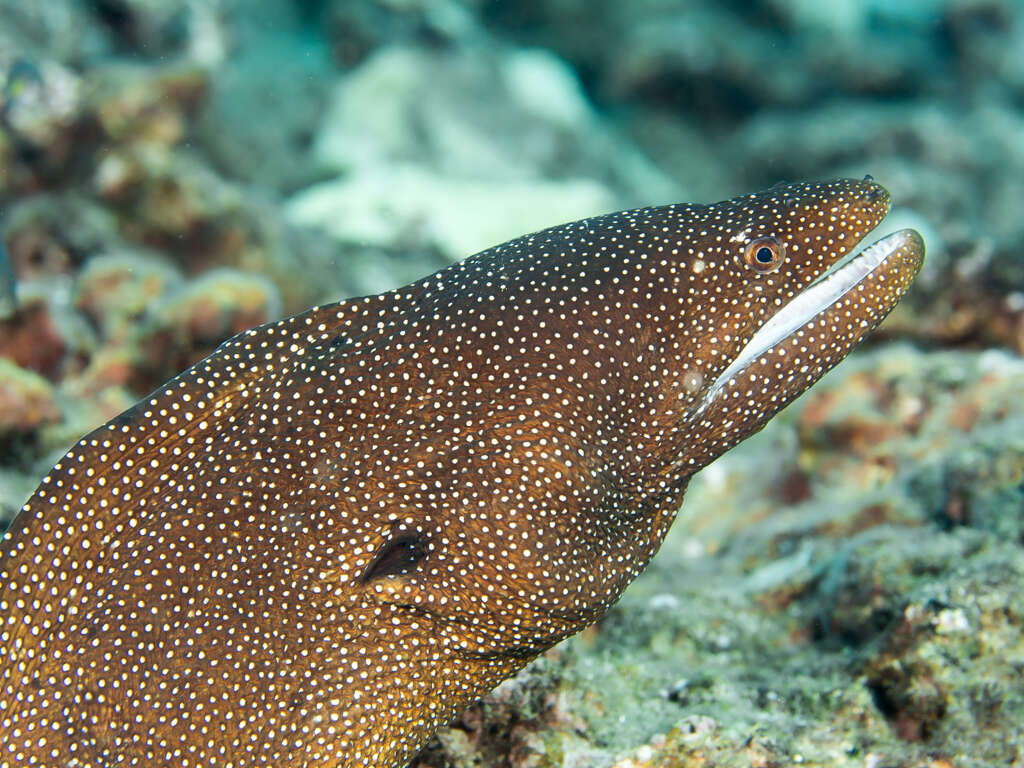 Image of Turkey moray