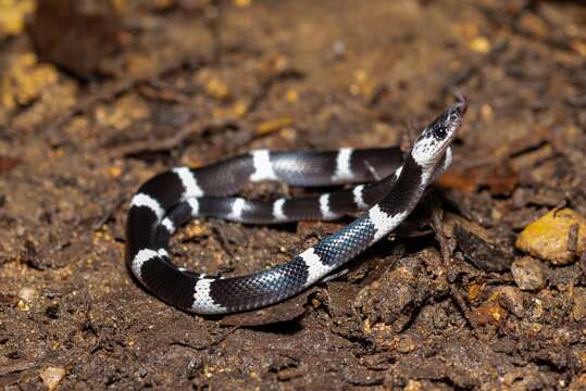 Image of Malayan Banded Wolf Snake