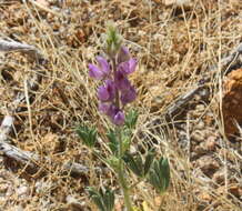 Imagem de Lupinus arizonicus (S. Watson) S. Watson