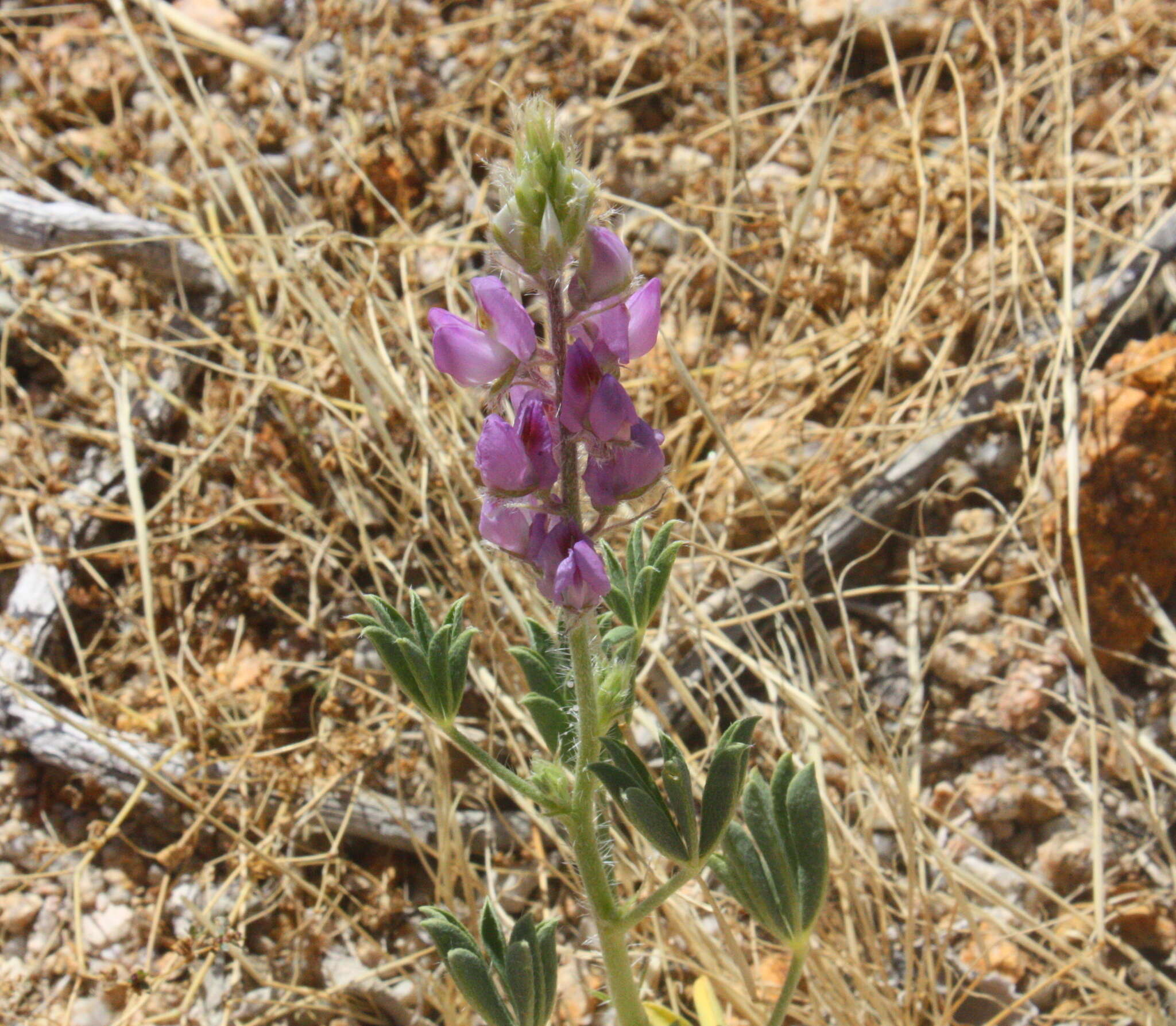 Image of Arizona lupine