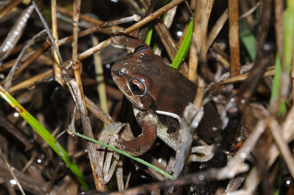 Image of Strecker's Chorus Frog