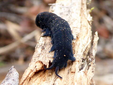 Image of Tallaganda velvet worm