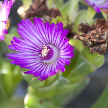 Image of Ruschia sarmentosa (Haw.) Schwant. apud Jacobsen