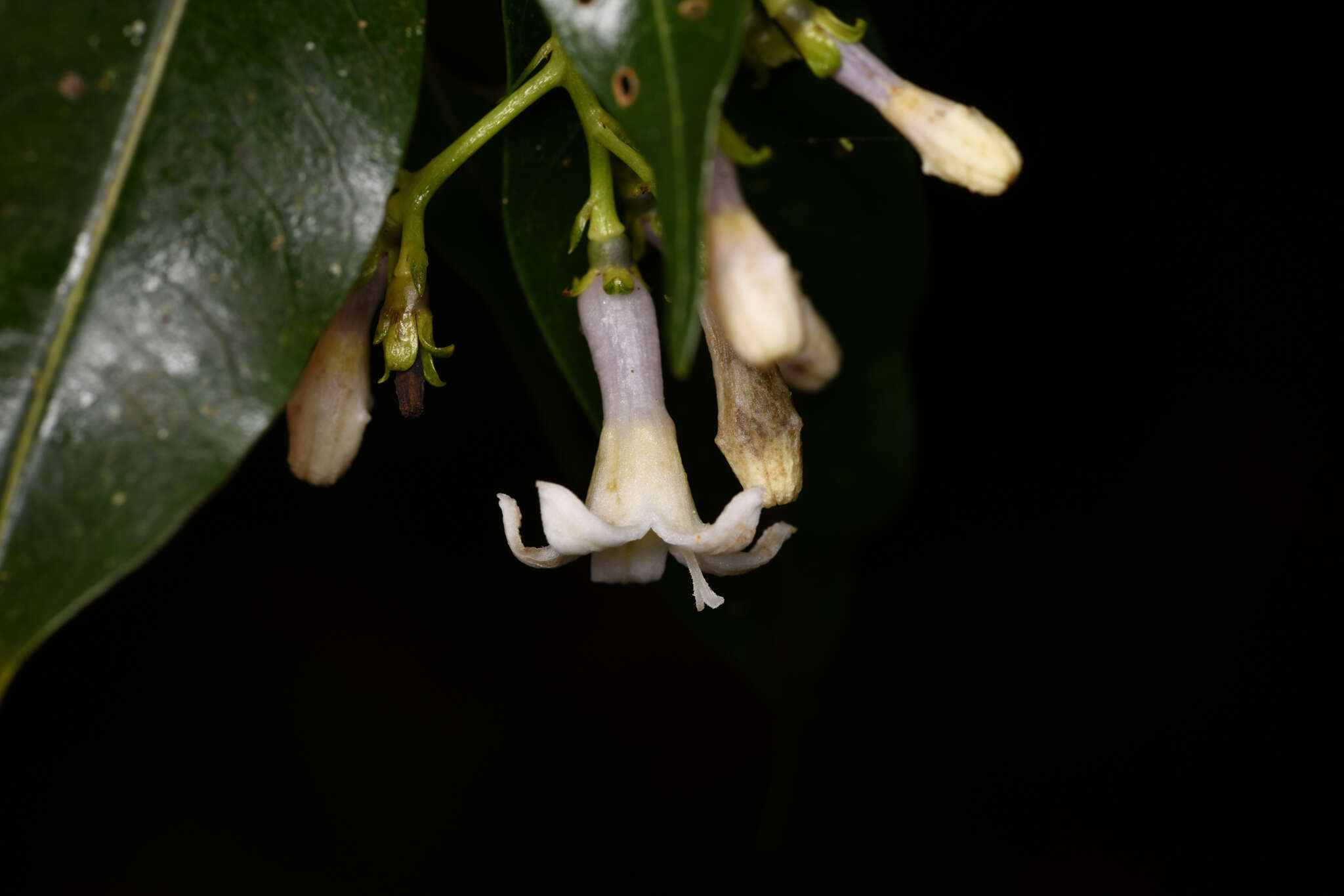 Image of Palicourea salicifolia Standl.