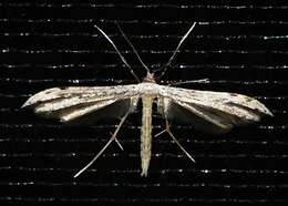 Image of Belfrage's Plume Moth