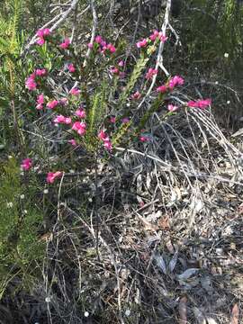 Image of Australian Native Rose