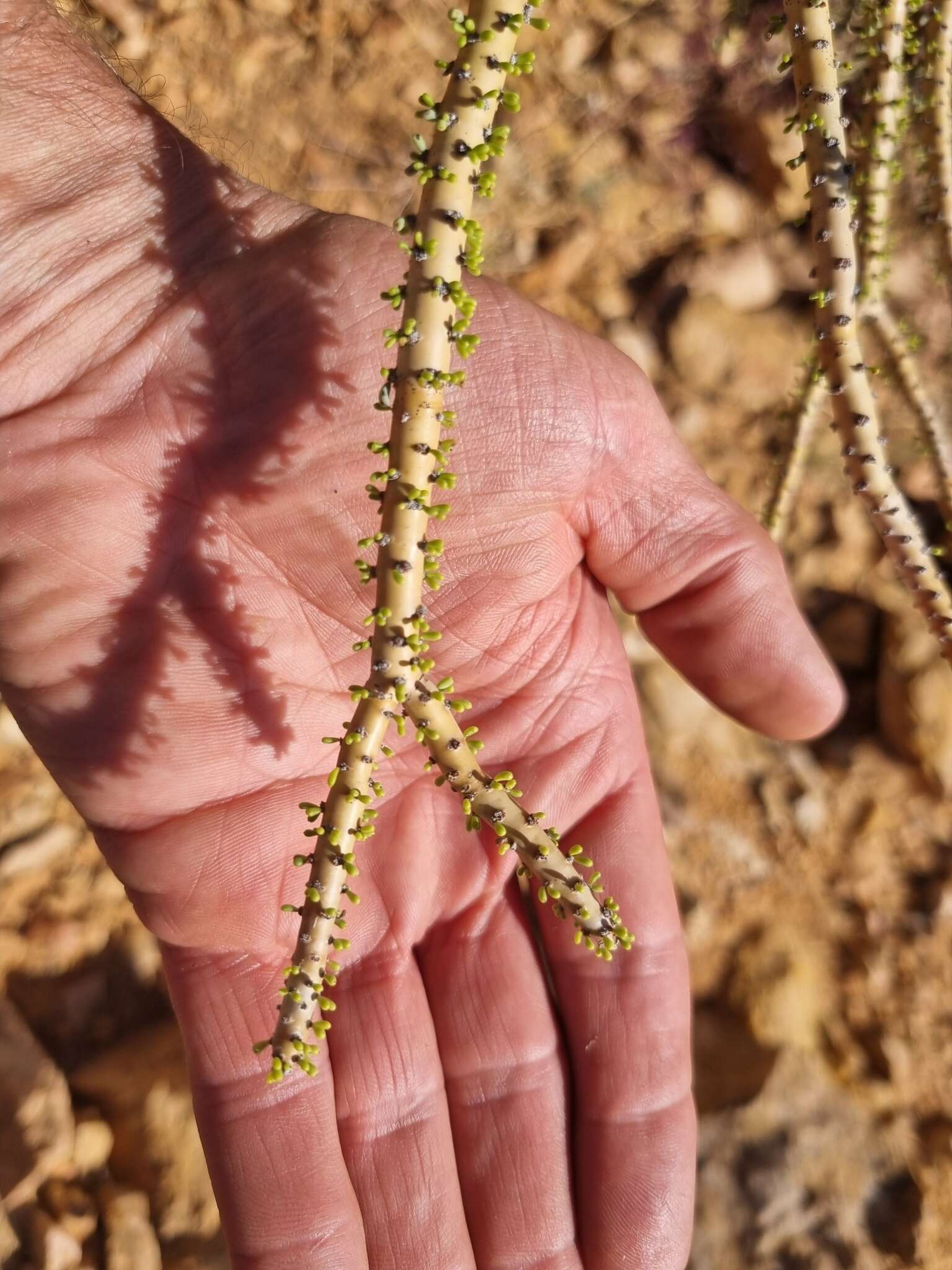 Image of Portulacaria namaquensis Sond.