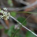 Imagem de Platysace filiformis (Bunge) C. Norman