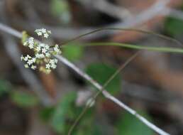 Image of Platysace filiformis (Bunge) C. Norman