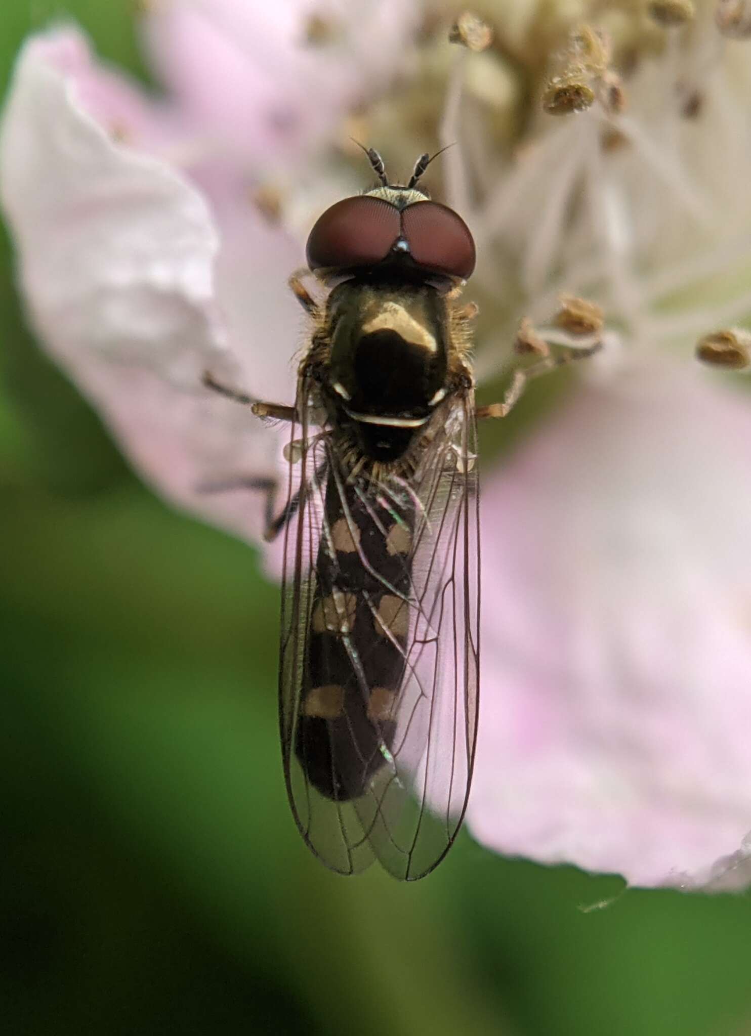 Image of Platycheirus scutatus (Meigen 1822)