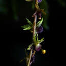 Image of Oncidium brownii (Garay) M. W. Chase & N. H. Williams