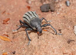 Image of Psapharus ruficornis (Blackburn 1893)