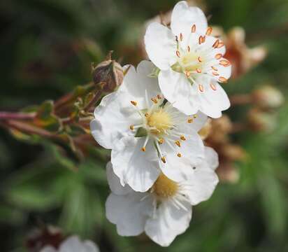 Image of Potentilla alchimilloides Lapeyr.