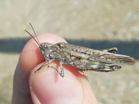 Epacromius pulverulentus (Fischer von Waldheim 1846) resmi