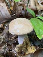 Sivun Boletus nobilis Peck 1905 kuva