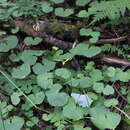 Imagem de Dolichorrhiza renifolia (C. A. Mey.) Galushko