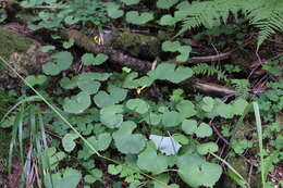 Plancia ëd Dolichorrhiza renifolia (C. A. Mey.) Galushko