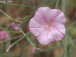 Image de Convolvulus dorycnium L.