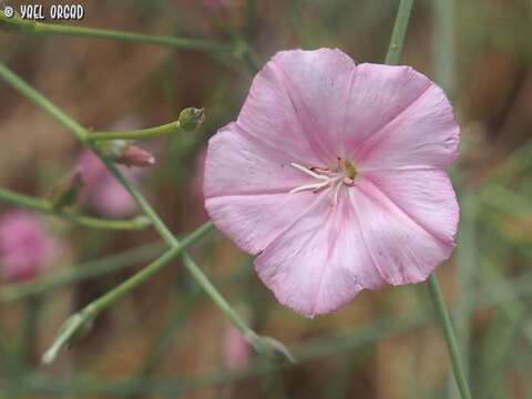 Plancia ëd Convolvulus dorycnium L.