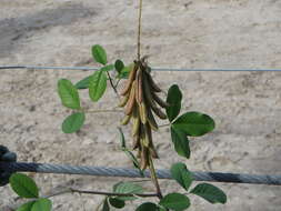 Image of smooth rattlebox