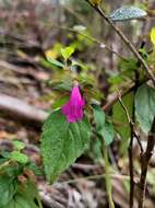 Plancia ëd Clinopodium multiflorum (Ruiz & Pav.) Kuntze