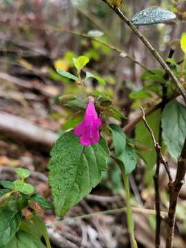 Clinopodium multiflorum (Ruiz & Pav.) Kuntze resmi