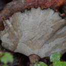 Слика од Polyporus nigrocristatus E. Horak & Ryvarden 1984