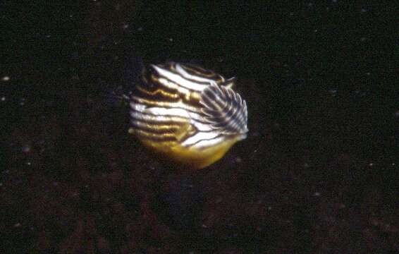 Image of Ornate cowfish