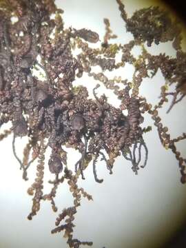 صورة Frullania bolanderi Austin