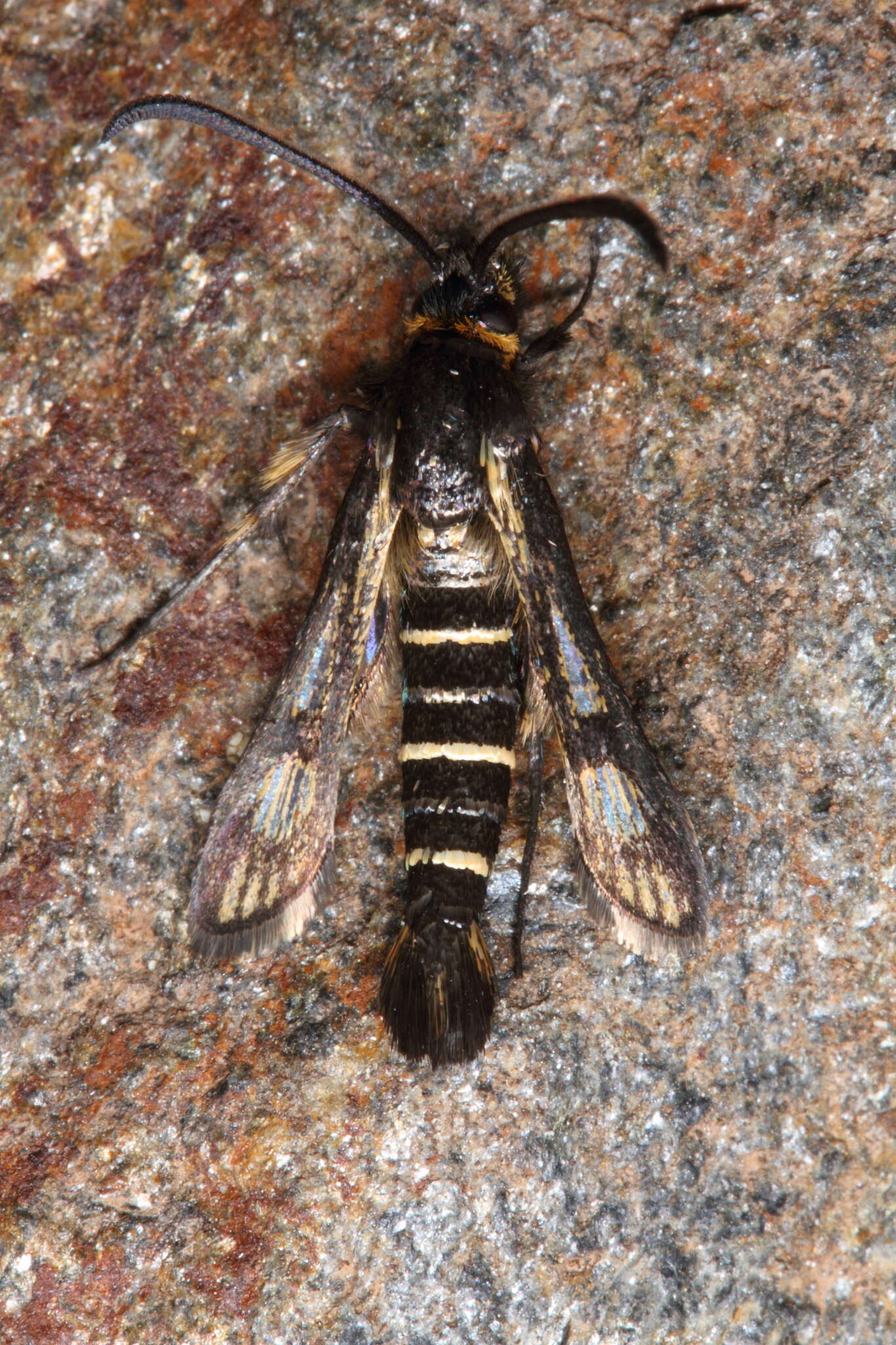 Image de <i>Pyropteron kautzi</i>