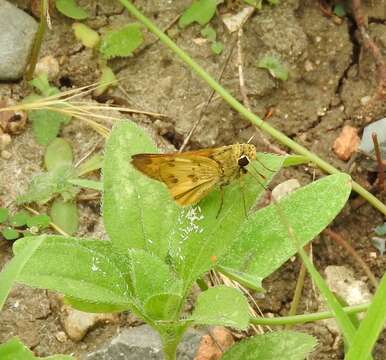 Image of <i>Hylephila <i>phyleus</i></i> phyleus