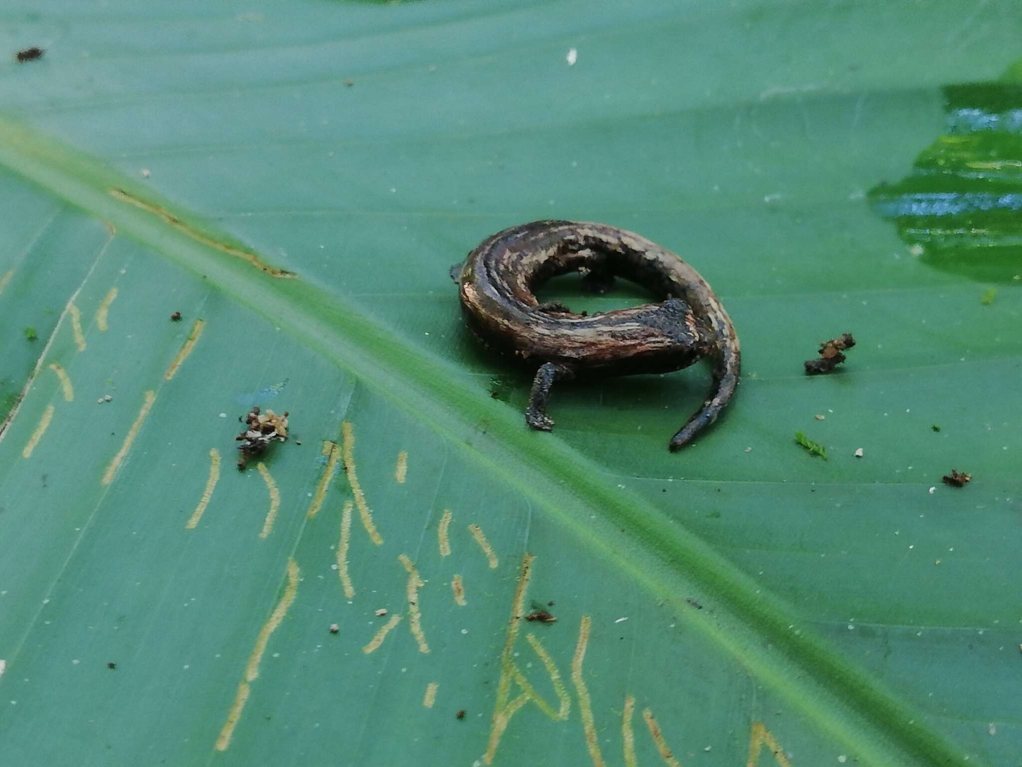 Image of Nauta Salamander