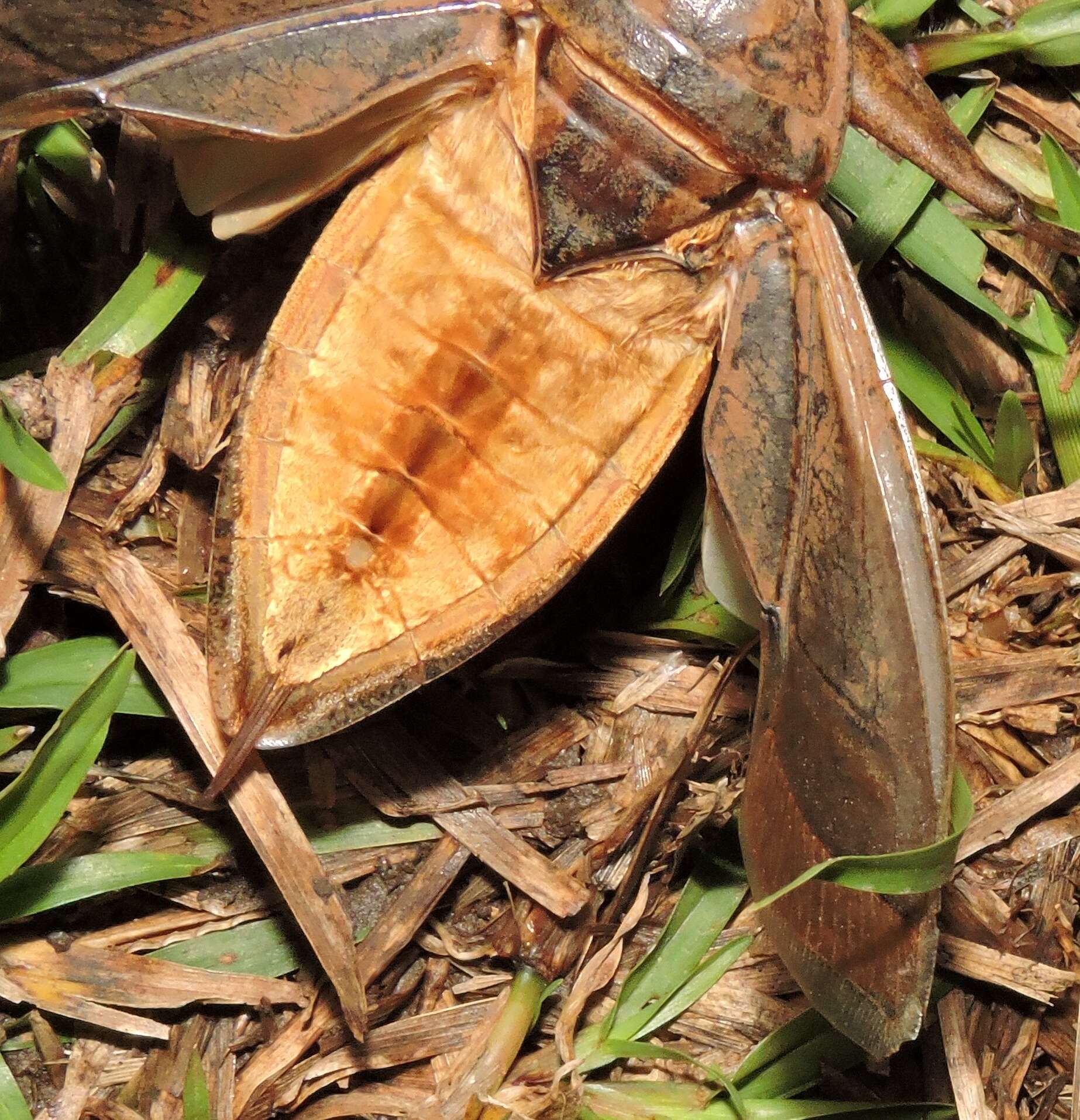 Image of Lethocerus insulanus (Montandon 1898)