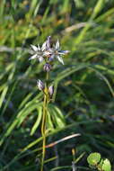 Image of Swertia perennis subsp. stenopetala (Regel & Til.) Worosch.