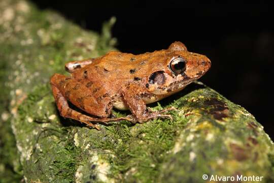 Image of Polymorphic Robber Frog