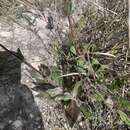 Image of Simsia rhombifolia (B. L. Rob. & Greenm.) E. E. Schill. & Panero