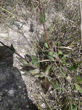 Image of Simsia rhombifolia (B. L. Rob. & Greenm.) E. E. Schill. & Panero